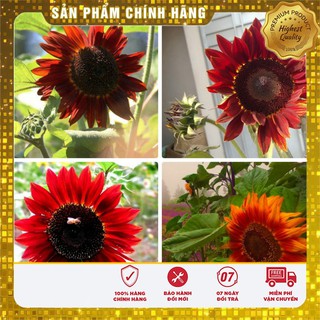 Bộ gói hạt giống Hướng dương đỏ