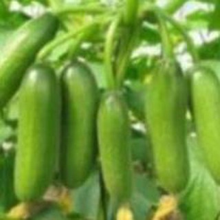 THMH Hạt giống dưa chùm  HGNTD