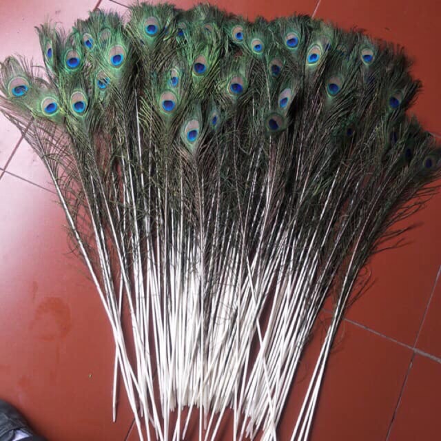 Lông công tài lộc(Combo)