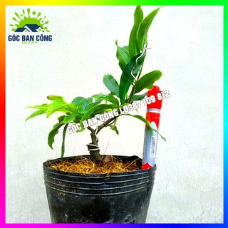 Cây Mai Đại Lộc Gốc Quái Mini