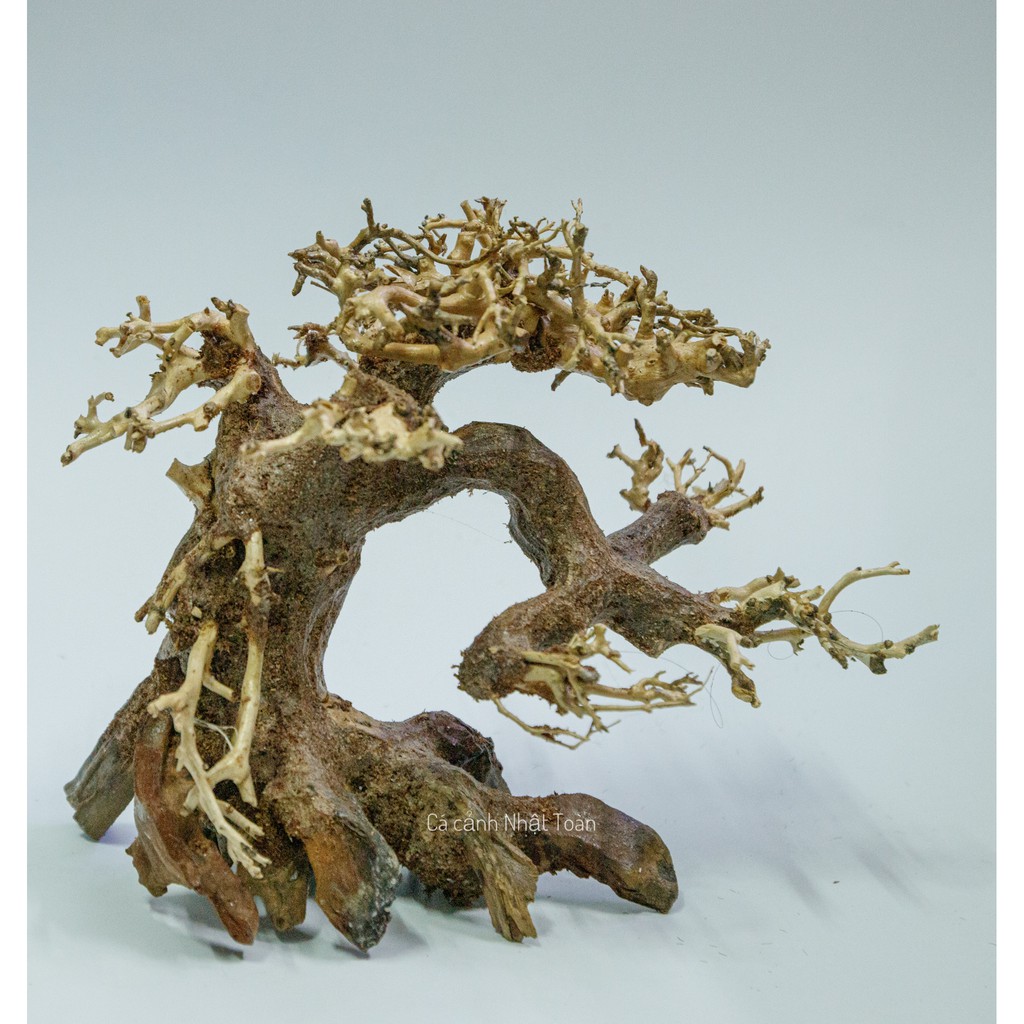 CÂY LỦA BONSAI KHÔ CÓ TÁN 16x8x16cm