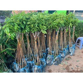 Trám đen giống