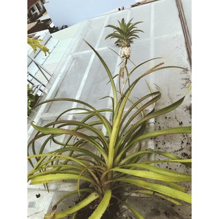 Cây Dứa Kiểng (Thơm Kiểng) Baby Có Trái