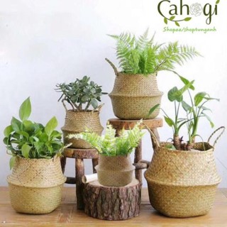 Xưởng sx- giỏ cói túi cói bị cói size 20-25-30cm để trồng cây -tre vn