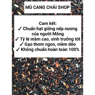Hạt giống lúa nếp cẩm nương 500g