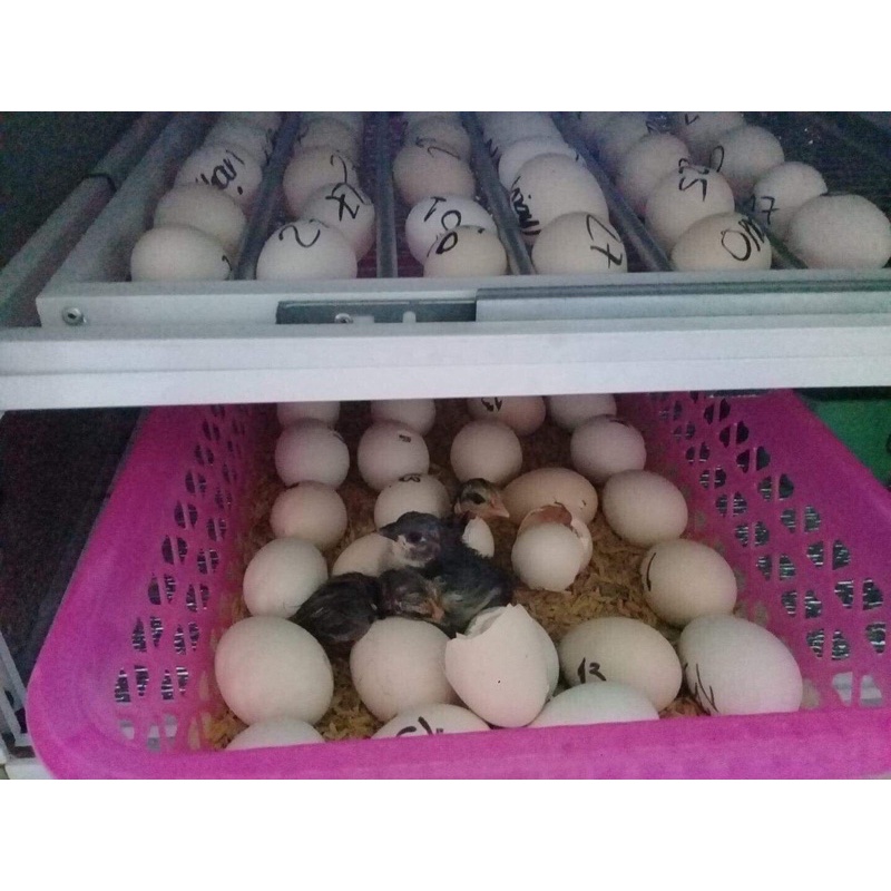 Máy ấp trứng Ánh Dương đảo tự động 56 trứng