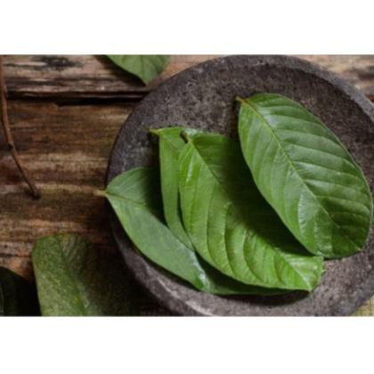 1kg lá ổi khô hàng loại 1
