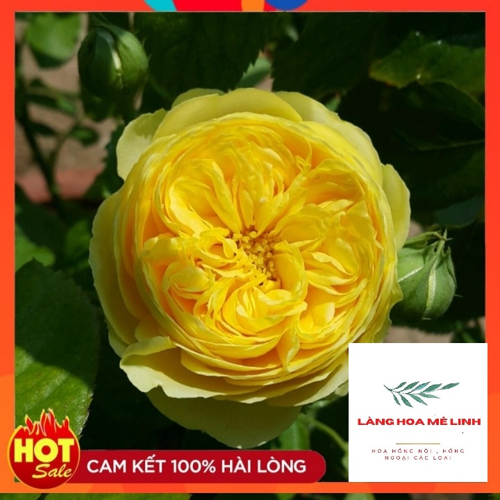 Hoa Hồng Bụi Catalina [MÀU VÀNG CHANH] tuyệt đẹp,hương thơm mộc dược, hoa lâu tàn⭐⭐