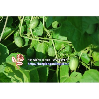 Hạt giống dưa hấu tí hon