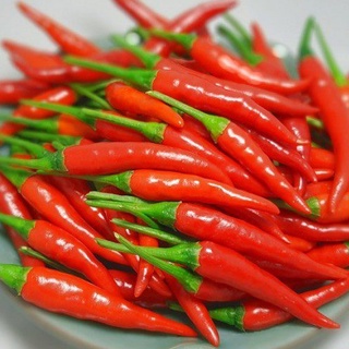 Hạt giống Ớt Chỉ Thiên F1 dễ trồng