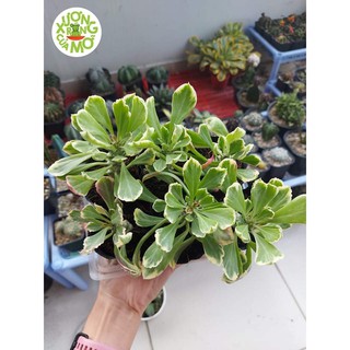 Xương rồng euphoria (monadenium stapelioides f.variegata)
