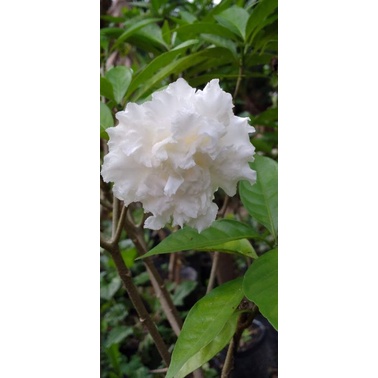 Lài tuyết,lài nữ hoàng