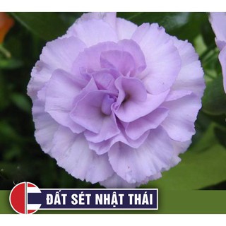 Hộp phấn tóc Master Pastel 12 màu