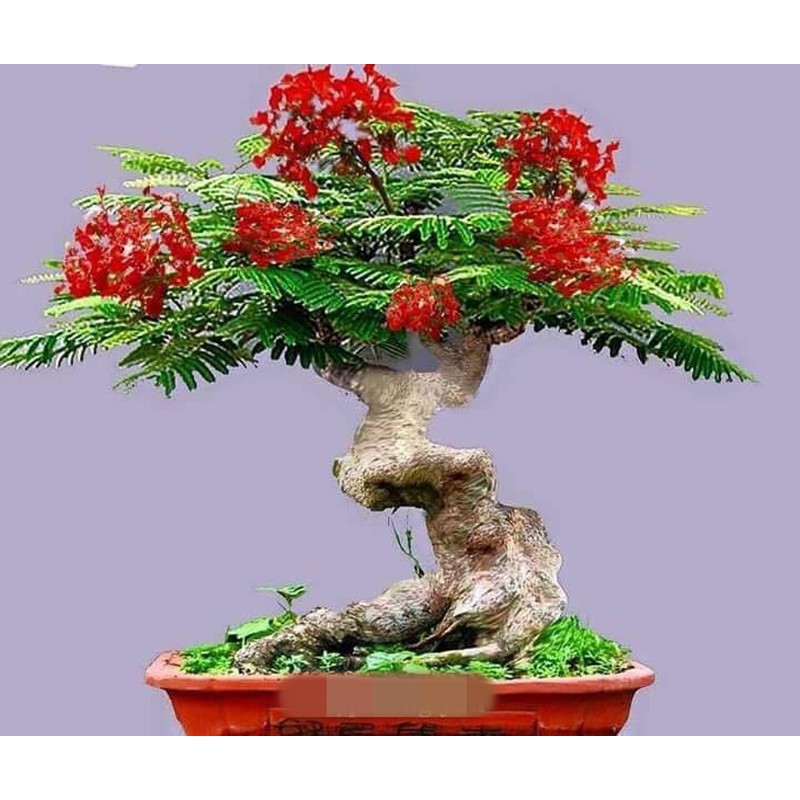 PHÂN BÓN NPK BỔ SUNG VI LƯỢNG MINRO 30-9-9 +TE - Key: Đất sạch, Phân Bón, Hữu Cơ, Xơ Dừa