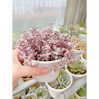Sen đá Pink Lady size trung 5-7cm xuất vườn đà Lạt