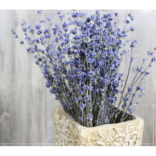 Hoa Lavender ❤️FREESHIP❤️Hoa Oải Hương Khô Decor Nhà Siêu Xinh