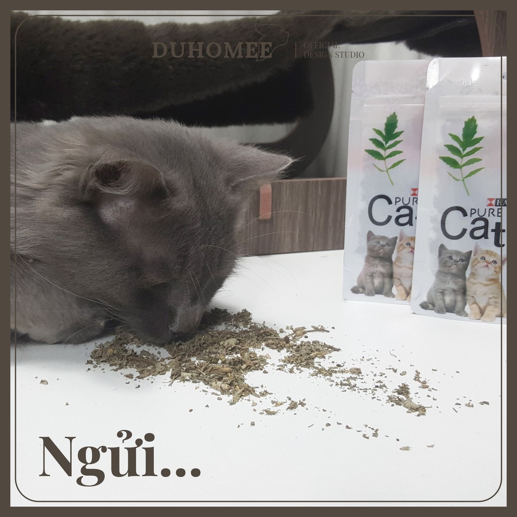 Cỏ bạc hà catnip cho mèo phê pha | Catnip | Duhomee