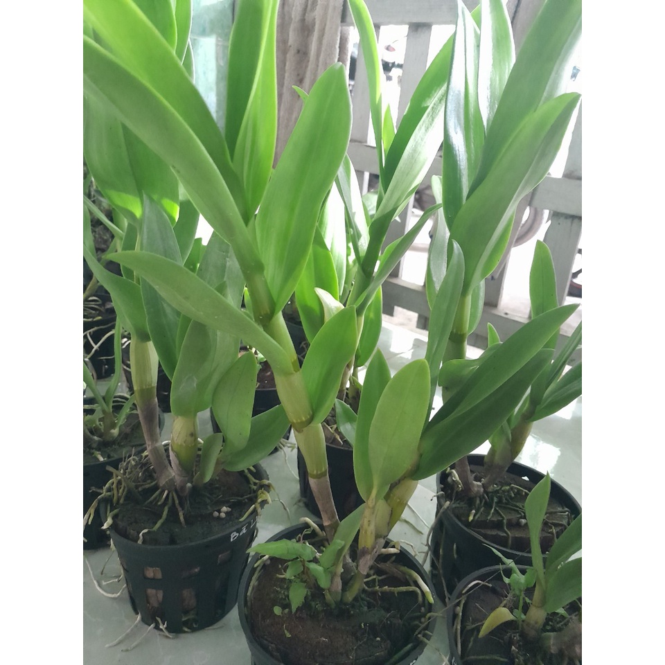 Hoa Lan Bà Liễu Xưa, hoa thơm, chậu cây trưởng thành, sắp có hoa