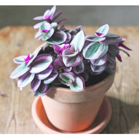 Chậu cây Thài lài hồng lá lớn - TLH Nanouk, TL Đột Biến - Trang Flowers