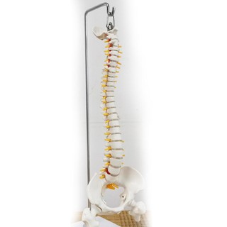 Mô hình cột sống 45cm