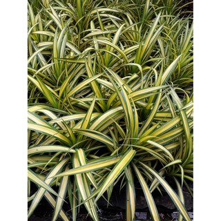 Cây dứa vạn phát ( dứa lá vàng, dứa thái )