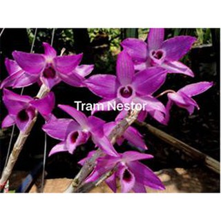 Chai giống Trầm Nestor tím