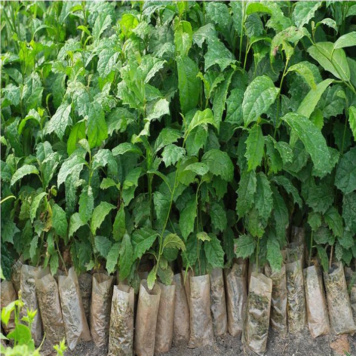 Combo 5 Cây giống xạ đen