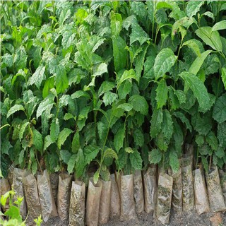 Combo 5 Cây giống xạ đen