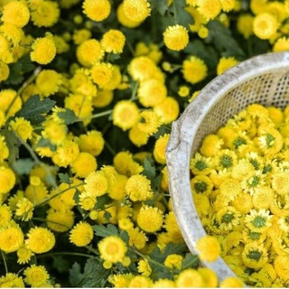 Hạt Giống Hoa Tiểu Kim Cúc gói 0,1g