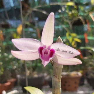 [CÂY TRƯỞNG THÀNH] Chậu giả hạc nù taly( 20-35CM)