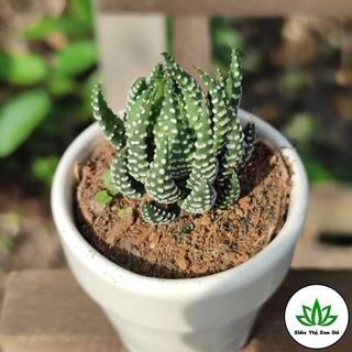 Sen Đá Móng Rồng Cúp Đà Lạt Đã Thuần Khí Hậu Size Bầu Đường Kính 4-6cm