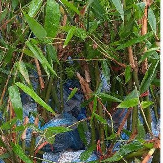 giống măng bát độ