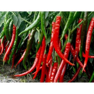 Hạt Giống Ớt hàn Quốc 50 Hạt - HÀNG CÔNG TY