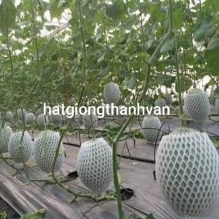 20 HẠT DƯA LƯỚI