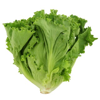 5gr - HẠT GIỐNG RAU XÀ LÁCH  MỠ