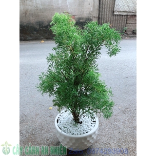 Chậu Cây Đinh Lăng Lá Nhỏ