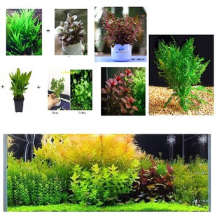 Combo 7 loại cây thủy sinh đẹp cho bể cá
