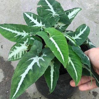 Trầu bà nhung, cây giống