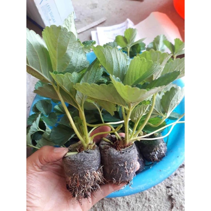 Cây giống dâu tây chịu nhiệt