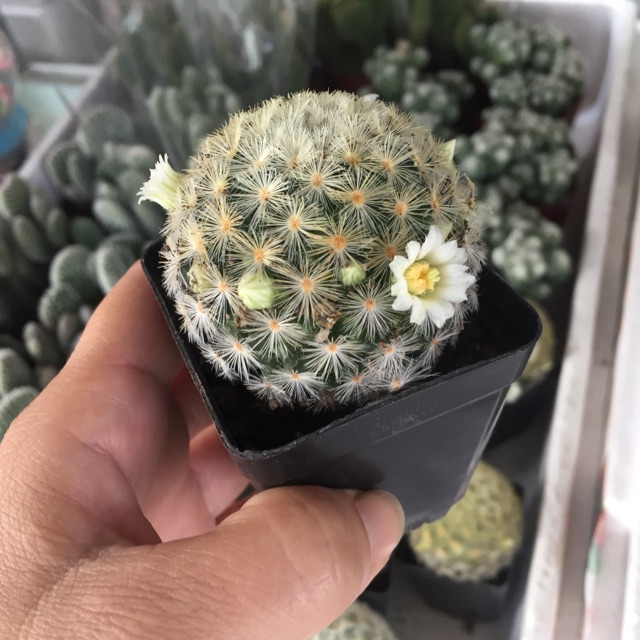 Xương rồng mami