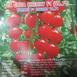 50 hạt giống cà chua cherry quả chùm cà chua bi