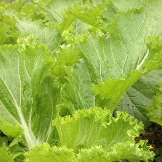 Hạt giống rau cải bẹ vàng gói 20 gram