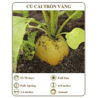 Hạt giống củ cải tròn vàng - THE XANH