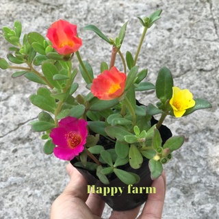 Chậu hoa mười giờ sam 3 màu như hình