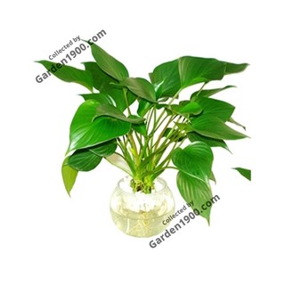 Cây thanh tâm thủy sinh - Cây tai phật thủy sinh - Cây nội thất văn phòng