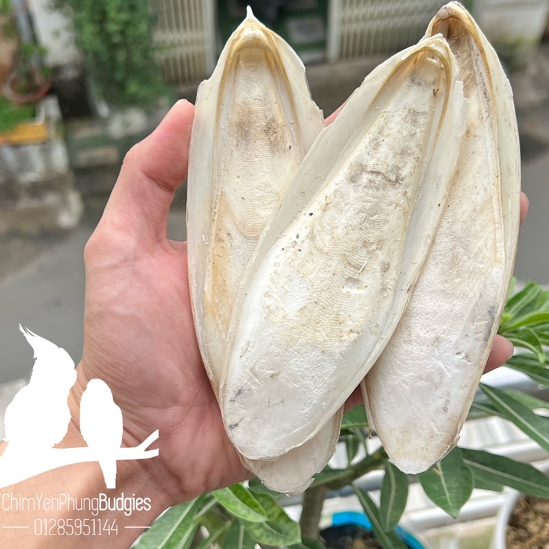 1 miếng nan mực-mai mực size nhỏ cho thú cưng [tặng kèm 1 miếng size mini] mua 1 được 2.