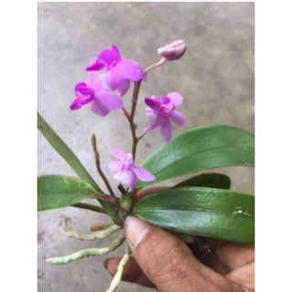 Lan Hồ Điệp Rừng (cây con )