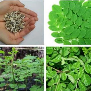 Hạt giống cây chùm ngây (20 hạt)