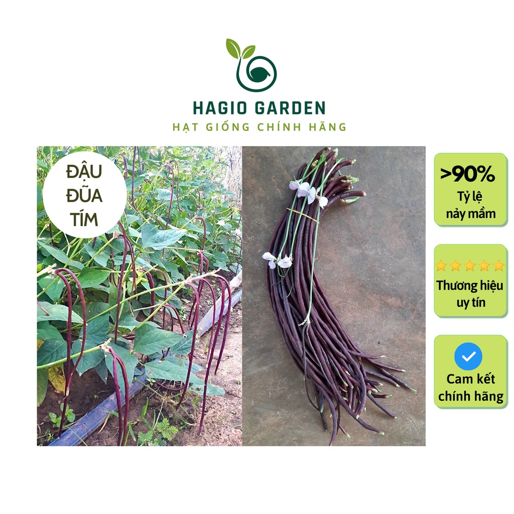 Hạt giống đậu đũa, đậu que tím Rado 755 chính hãng Rạng Đông trồng quanh năm, nhiều quả, hạt giống rau củ quả HAGIO