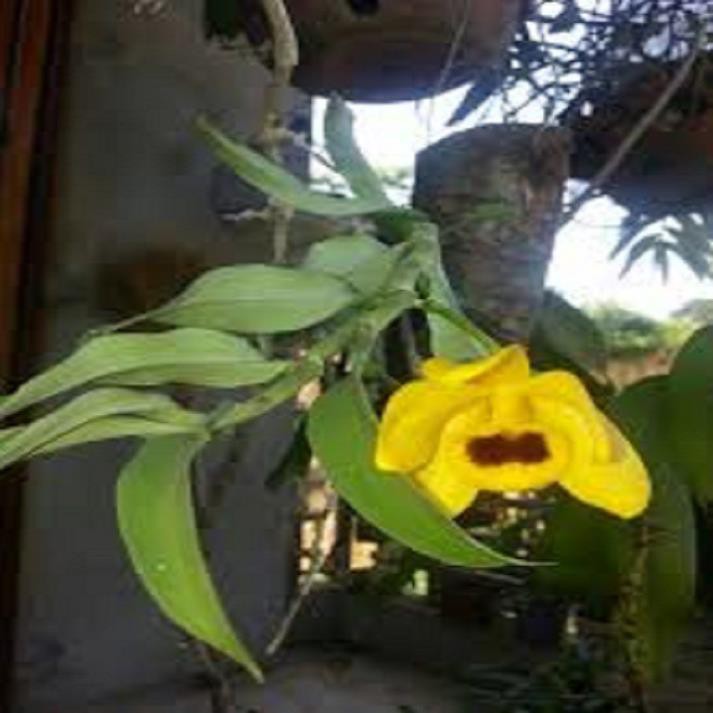 Hoa lan - trầm vàng (cây to đẹp, bộ rễ khỏe)